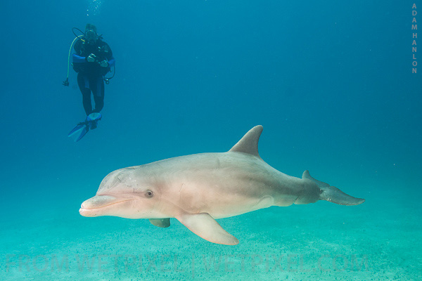 Dolphins on Wetpixel