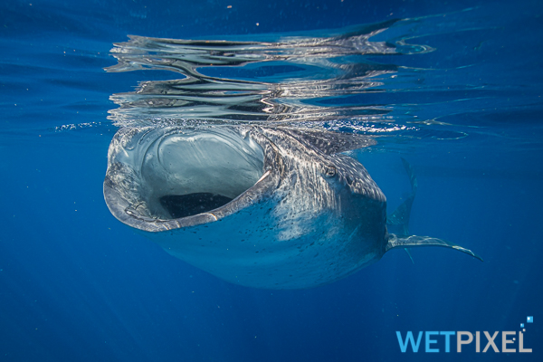 whale sharks on Wetpixel