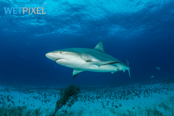 Sharks on Wetpixel