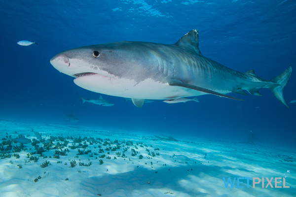 Tiger sharks on Wetpixel