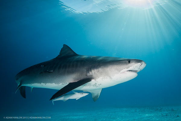 Tiger sharks on Wetpixel