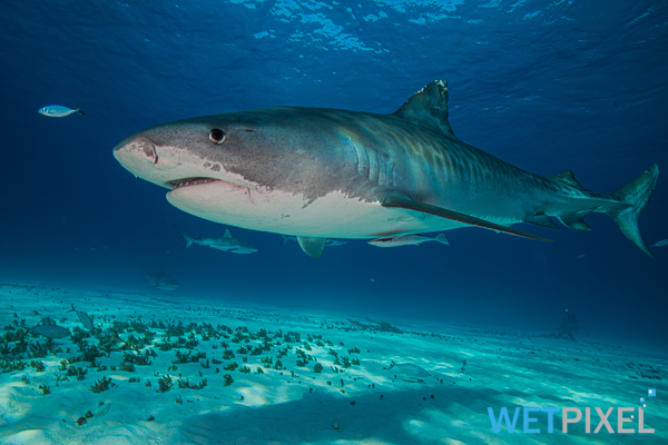 Sharks on Wetpixel