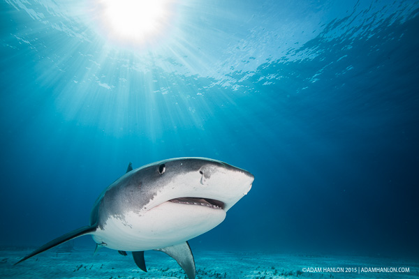 BBC Shark on Wetpixel