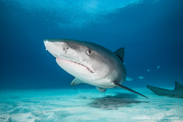 Bahamas marine protected areason Wetpixel