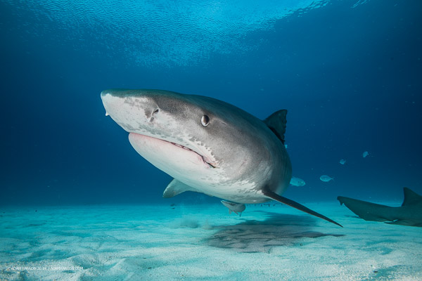 Madagascar shark sanctuary on Wetpixel