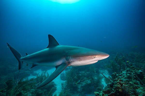 Maldives Sharks on Wetpixel