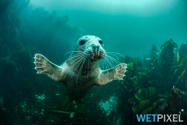 World Oceans Day on Wetpixel