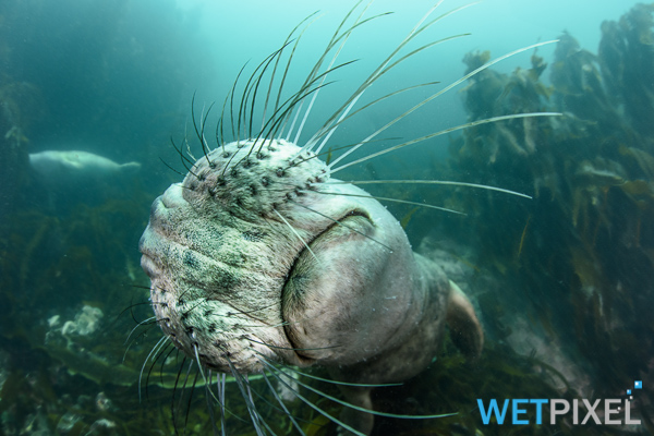 seals on Wetpixel