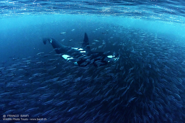 orcas on Wetpixel