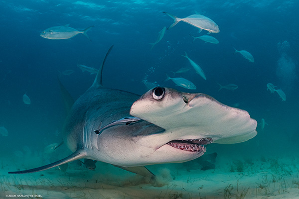 Sharks on Wetpixel