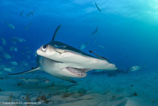 Hammerhead sharks on Wetpixel