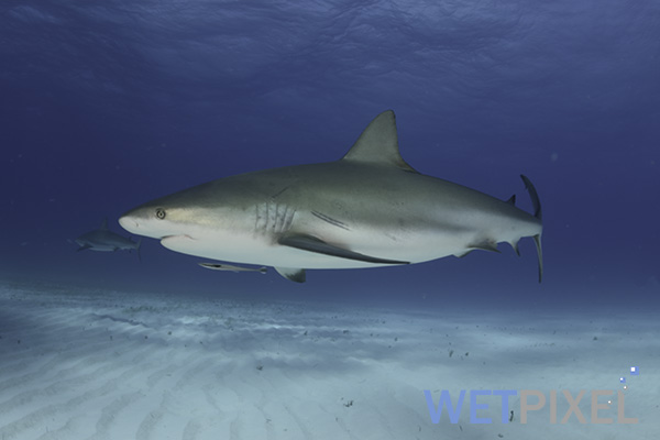 Shark angling on Wetpixel