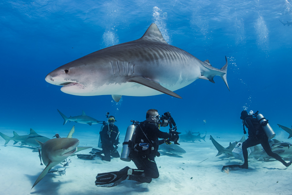 Sharks on Wetpixel