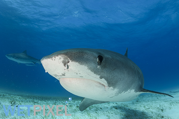 Tiger sharks on Wetpixel