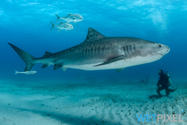 Tiger sharks on Wetpixel