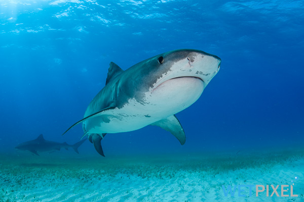 Tiger sharks on Wetpixel