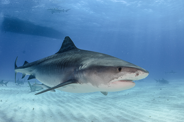 Tiger sharks on Wetpixel