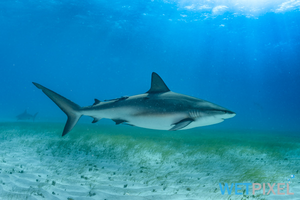 Reef sharks on Wetpixel