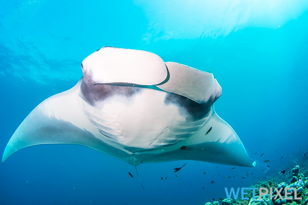 Manta rays on Wetpixel