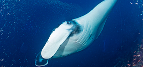 Manta Rays on Wetpixel