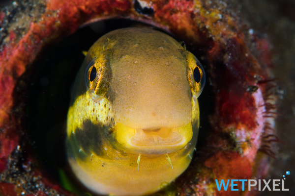 Fangblenny on Wetpixel