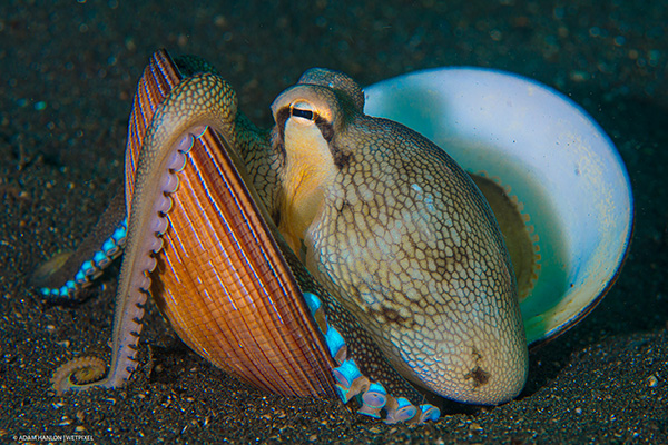 Lembeh macro on wetpixel