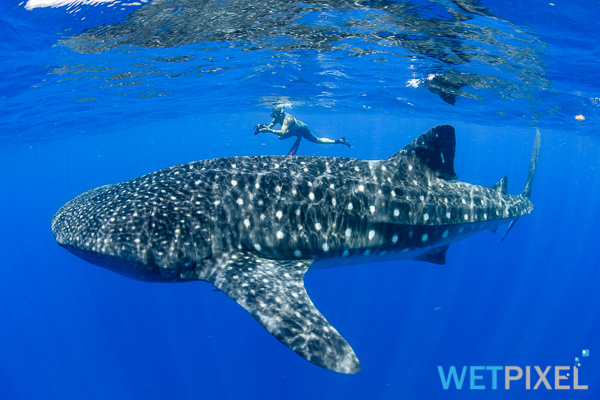 Whale sharks on Wetpixel