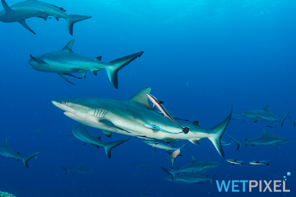 Cocos Islands on Wetpixel