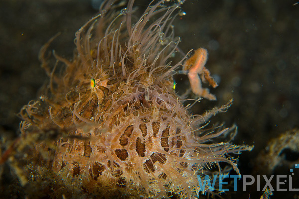 Lembeh Resort on Wetpixel