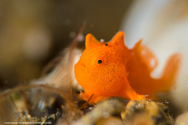 Lembeh with Muatard and Wetpixel