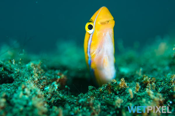 Blennies on Wetpixel