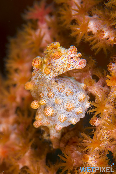 Seahorse on Wetpixel