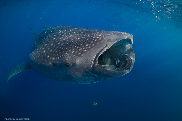 Whale sharks on Wetpixel