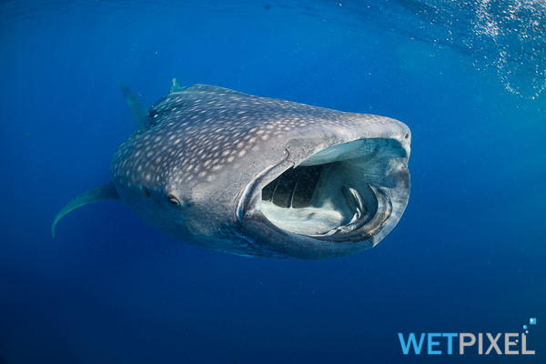 Whale sharks on Wetpixel