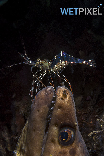 Lembeh-Gulen on Wetpixel