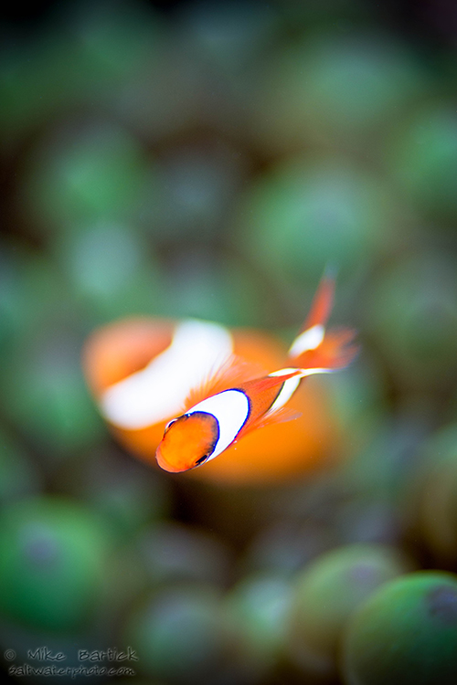 Clownfish