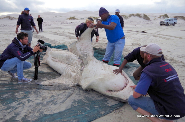 Great White Shark on Wetpixel