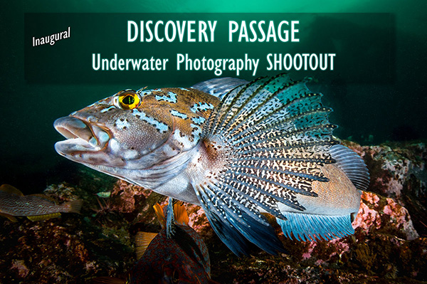 Underwater Shootout on Wetpixel