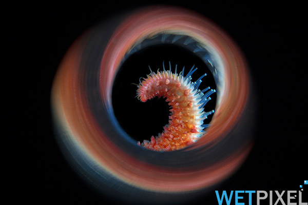 Lembeh-Gulen on Wetpixel