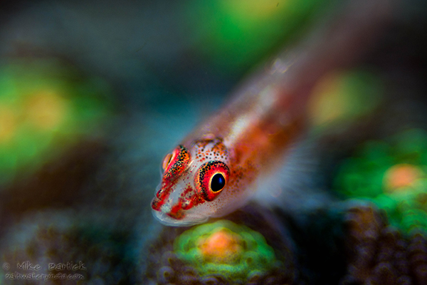 Triplefin