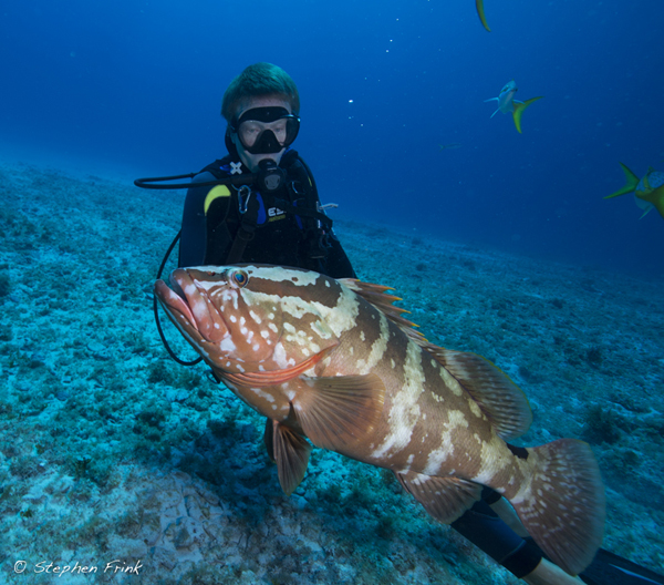 grouper