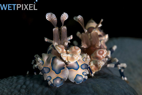 Lembeh-Gulen on Wetpixel