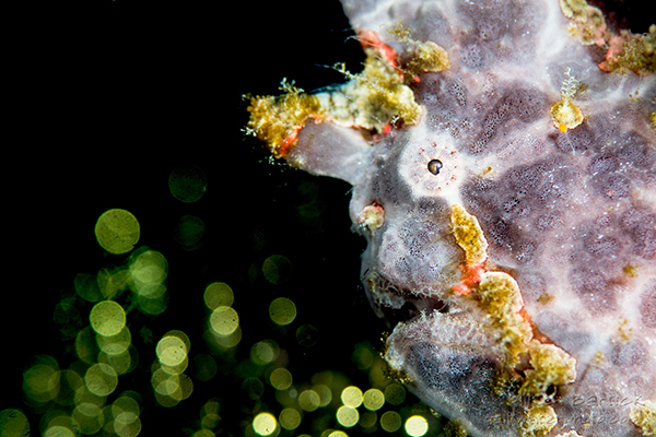 Frogfish