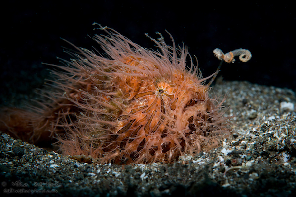 Frogfish