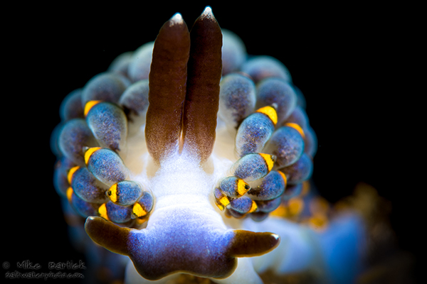 Nudi