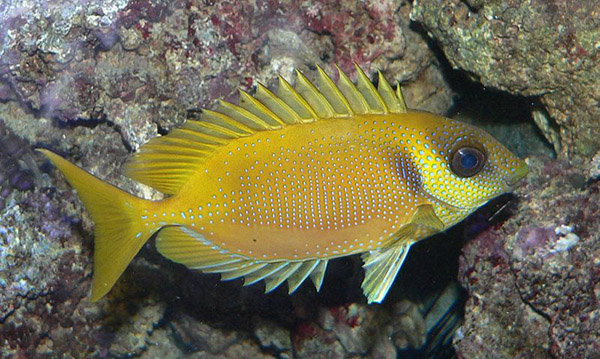 Siganus corallinus on Wetpixel