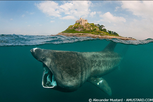 A.Mustard basking shark