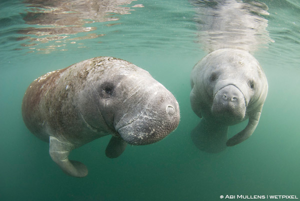 Manatee