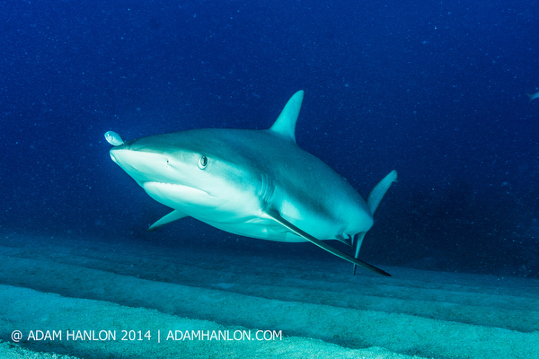 Shark social behavior on Wetpixel