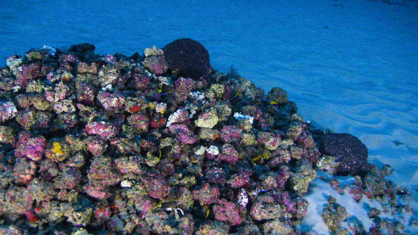 Amazon reef